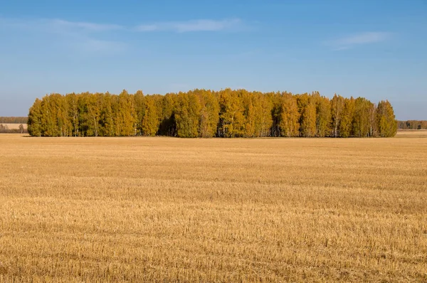 Herbstfeld Und Herbstwald — Stockfoto