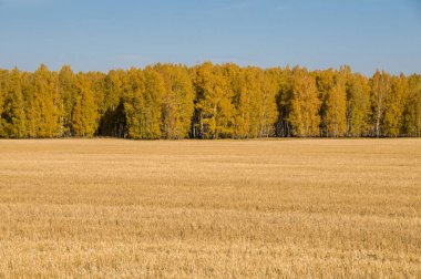 Çıplak yapraklı gökyüzü ve sonbahar ormanı ile eğik buğday tarlası.