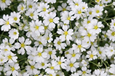 Küçük narin çiçekler. Yaskolka keçe