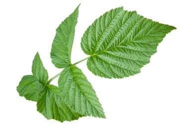 beyaz zemin üzerinde izole Ahududu yaprakları