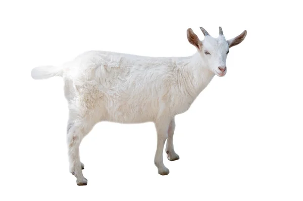 Little White Goat Isolated White Background — Stock Photo, Image