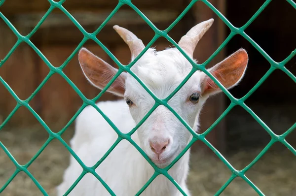 笼子里的小白山羊 — 图库照片