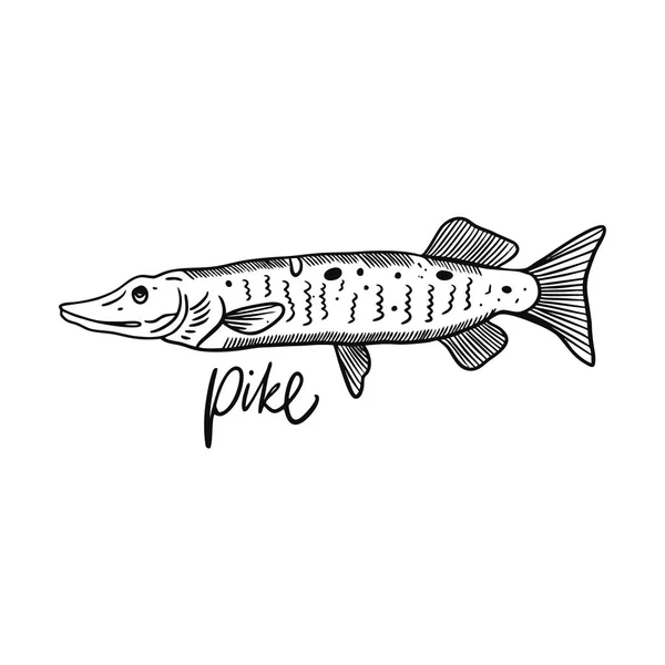 Fish Pike. Hand drawn vector illustration. Engraving style. Isolated on white background. — Stock Illustration Fish Pike. Hand drawn vector illustration. Engraving style. Isolated on white background. Royalty Free Stock Illustrations