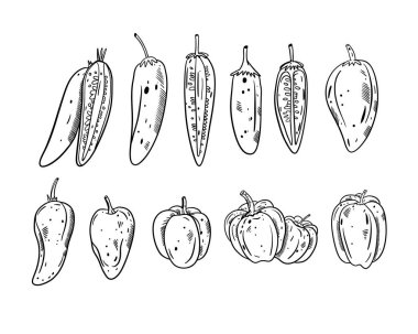 Farklı biberler. Siyah renkli taslak biçim vektör çizimi. Beyaz arka planda izole edilmiş. Pankart, poster ve baskı için tasarım.