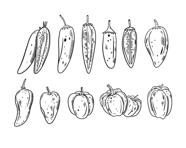 Olika Paprika Set Svart Färg Skissera Stil Vektor Illustration Isolerad — Stock vektor