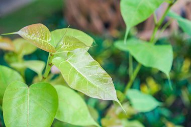 ağaç ve yeşil yaprak ile arka plan bulanıklık.