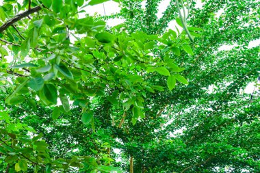 ağaç ve yeşil yaprak ile arka plan bulanıklık.