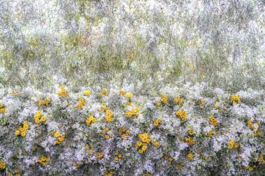 Blooning orkide buketi dekorasyon ağaç üzerinde sarı diğer orkide ile beyazlatmak.