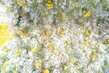 Blooning orkide buketi dekorasyon ağaç üzerinde sarı diğer orkide ile beyazlatmak.