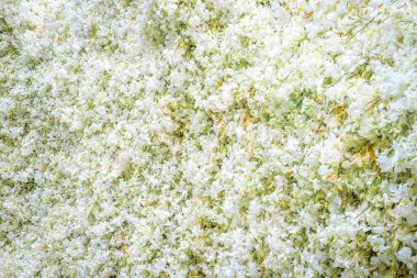 Blooning orkide buketi dekorasyon ağaç üzerinde sarı diğer orkide ile beyazlatmak.