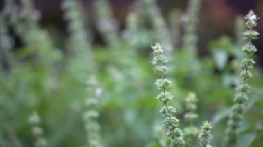 Çöp çiçek ve yaprak yakın çekim blure arka plan görüntüsünü Dolly.