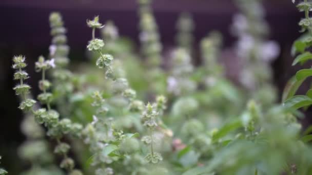 Dolly Tiro Camada Flores Hojas Primer Plano Sobre Fondo Borroso — Vídeos de Stock