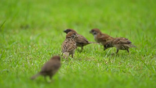 Rozjaření Sparrow Skupiny Najít Jíst Jídlo Podlaze Trávy Zahradě Parku — Stock video