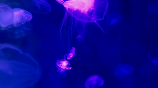 果冻鱼生长在深蓝色的光与霓虹的颜色 — 图库视频影像