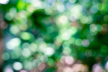 taze doğa yeşil bulanık ve bokeh arka plan.