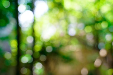 taze doğa yeşil bulanık ve bokeh arka plan.