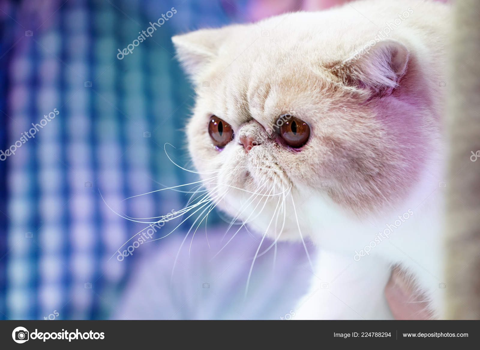 Close Persian Cat Face Short Brown Orange Hair Stock Photo