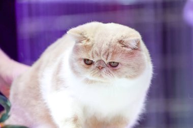 Kısa kahverengi turuncu saçlı Farsça kedi yüzünü kapatmak.