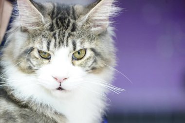 Kadar kurnaz yüzü cate, orta siyah kahverengi beyaz saç kapatın.