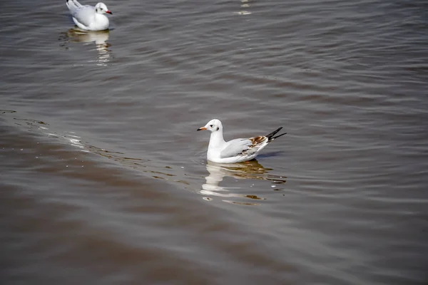 Seagull birds on beach / mangrove forest.