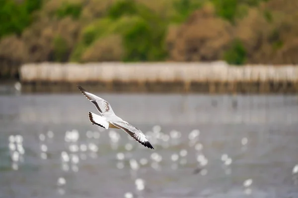 Seagull Vogels Strand Mangrovebossen — Stockfoto