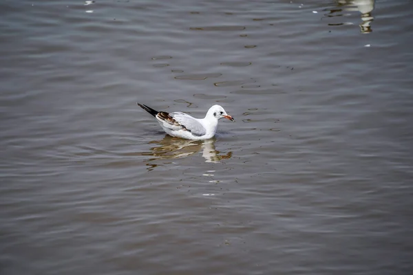 Seagull Vogels Strand Mangrovebossen — Stockfoto