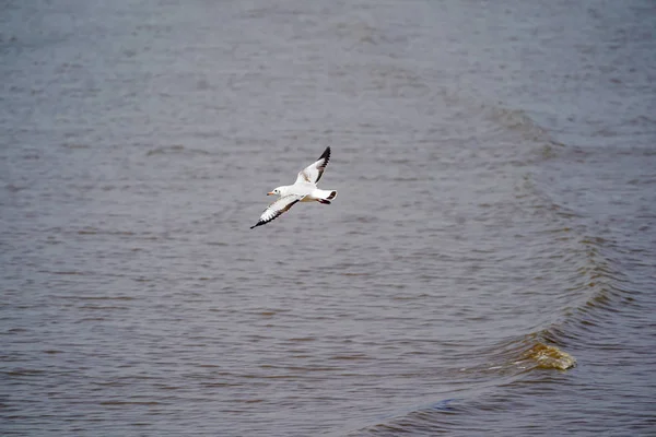 Seagull birds on beach / mangrove forest.