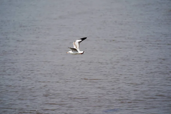 Seagull Vogels Strand Mangrovebossen — Stockfoto