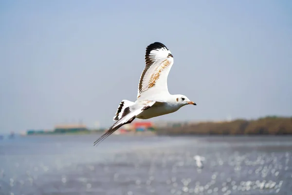 Seagull birds on beach / mangrove forest.