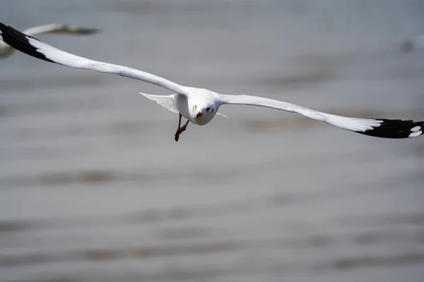 Seagull birds on beach / mangrove forest.