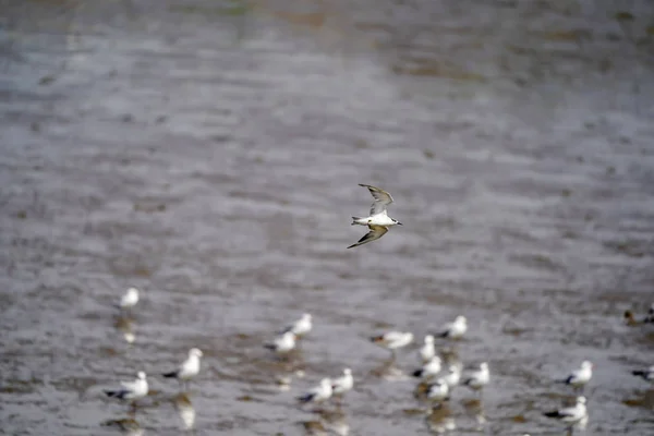 Seagull Vogels Strand Mangrovebossen — Stockfoto