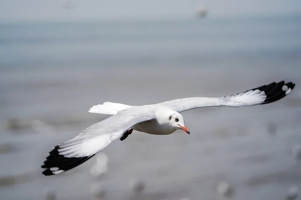 Seagull birds on beach / mangrove forest.