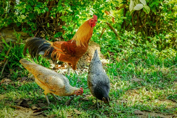 Smart crock with 2 hens finding their food on the grass floor. without effect lighting.