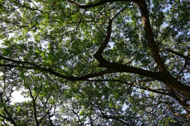 Çok büyük ve uzun ağaç dallarında gölgesi altında.