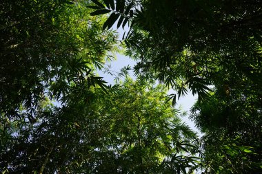 Bambu siluet desen ve gölgelendirme, yere bambu yaprak güneş yoluyla.