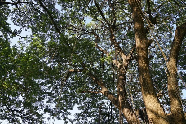 Schatten Vieler Äste Großer Und Hoher Bäume — Stockfoto