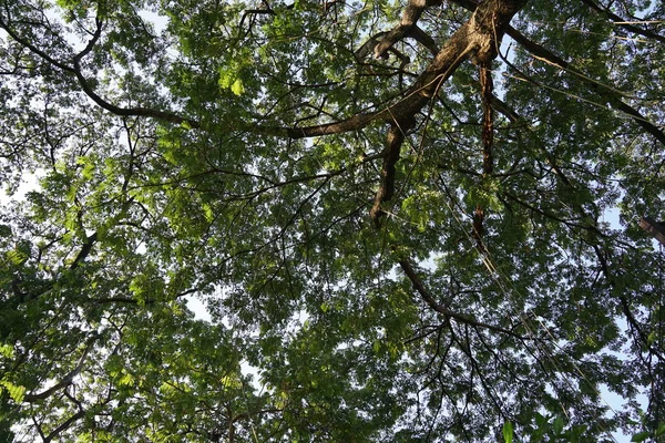 Bajo Sombra Muchas Ramas Árboles Grandes Altos — Foto de Stock