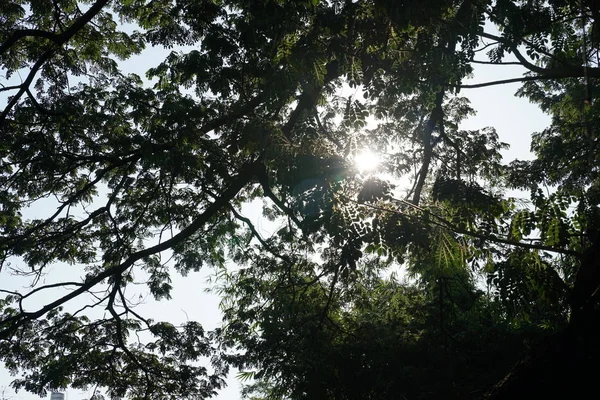 Shade Many Branches Big Tall Tree — Stock Photo, Image