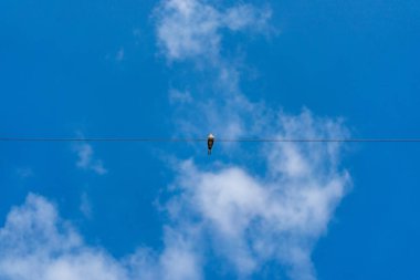Dove açık gökyüzünde tek başına elektrik tek kablo hattı tutunmak.
