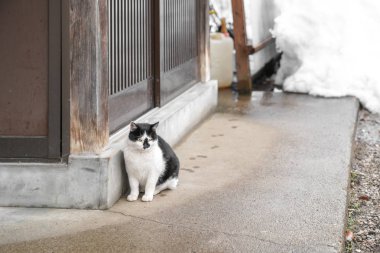 sarı gözlü sevimli evsiz Japon şişman siyah ve beyaz kedi beyaz ahşap kapı oturmak ve kar arkasında arka plan.