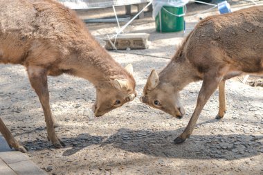 geyik Todaiji Tapınağı, Japonya kapatın