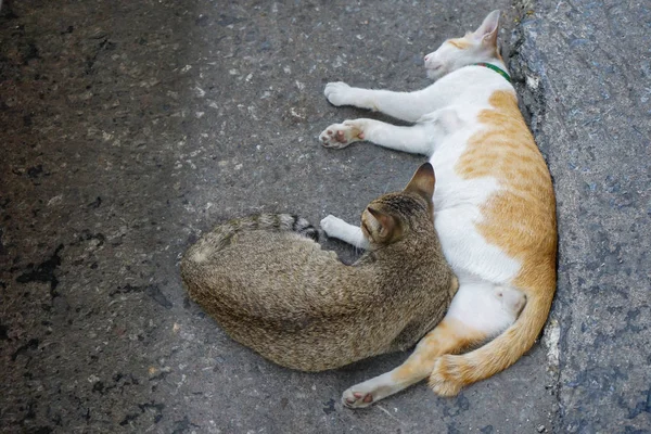 Marrom Branco Laranja Adorável Gatos Sentar Dormir Lado Juntos Rua — Fotografia de Stock