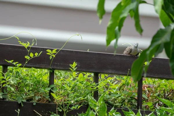 나무와 울타리에 비둘기 — 스톡 사진