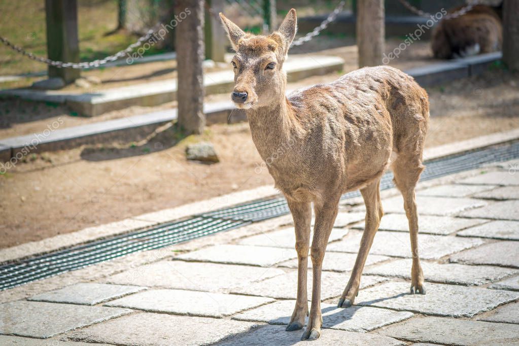 close up deer at Todaiji temple, Japan