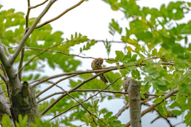 Tayland küçük kahverengi serçe kuşu graden ve park.