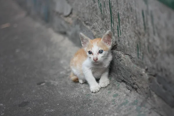 Pobre Sozinho Branco Gatinho Laranja Gato Sem Mãe Lado Parede — Fotografia de Stock