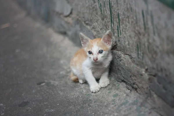 Zavallı Yalnız Beyaz Turuncu Kedicik Kanalın Kirli Duvara Yakın Yanında — Stok fotoğraf