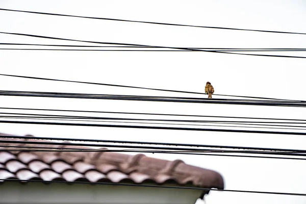 Eurásia Árvore Pardal Traseiro Pendurar Cabo Elétrico Sozinho — Fotografia de Stock