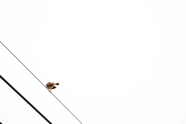 Eurasian tree sparrow backside and hang on to electric cable alone.