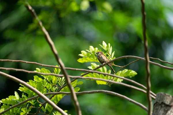 Коричневий Горобцеподібний Птах Висить Маленькій Гілці Темним Розмитим Зеленим Тлом — стокове фото